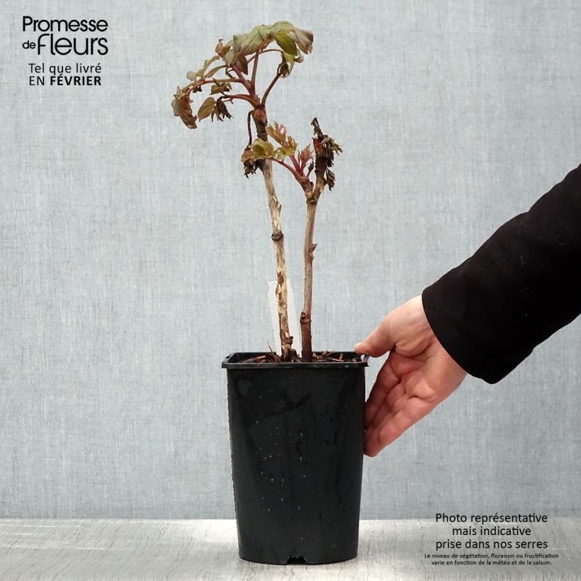 Exemplaar van Pivoine arbustive 08 Juan Ye Hong - Paeonia suffruticosa Pot de 2L/3L zoals geleverd in de winter