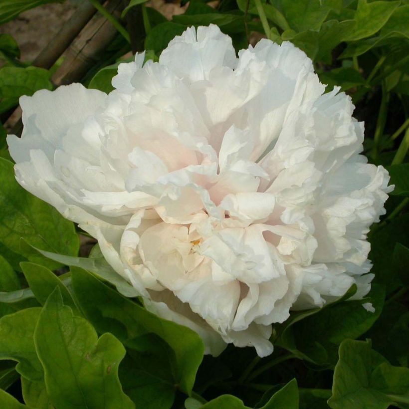 Paeonia suffruticosa Xue Ta - Boompioen (Bloei)