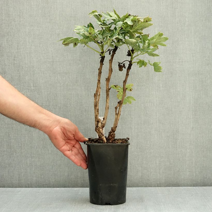 Exemplaar van Paeonia suffruticosa Cai Hui - Boompioen Pot van 2 l/3 l zoals geleverd in de zomer