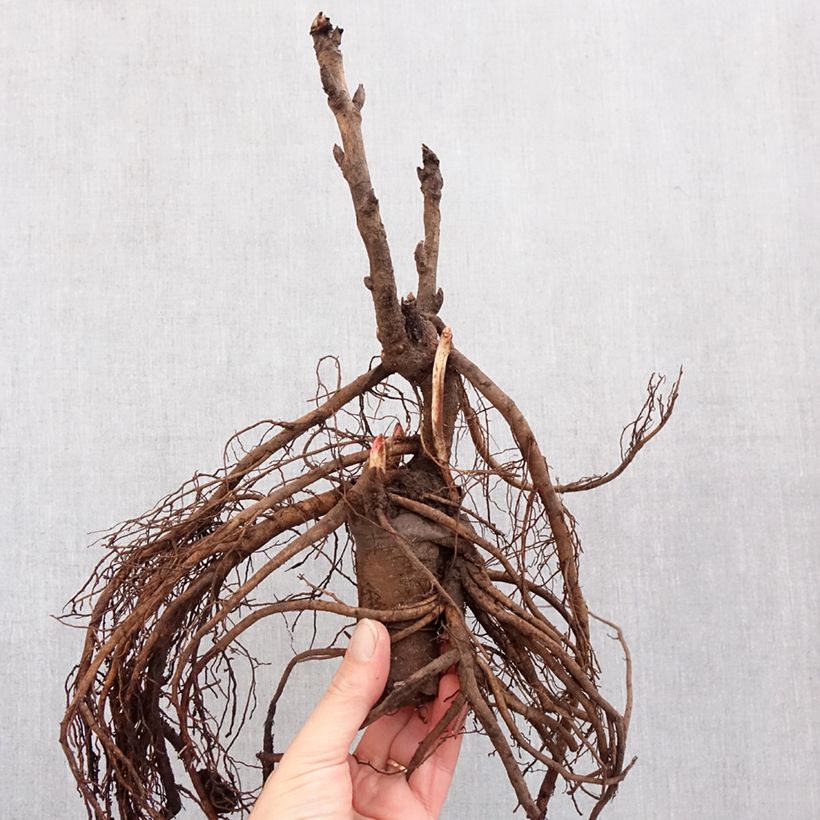 Exemplaar van Paeonia suffruticosa Camouflage (Dao Jin) - Boompioen Stam 3/5 ogen zoals geleverd in de winter