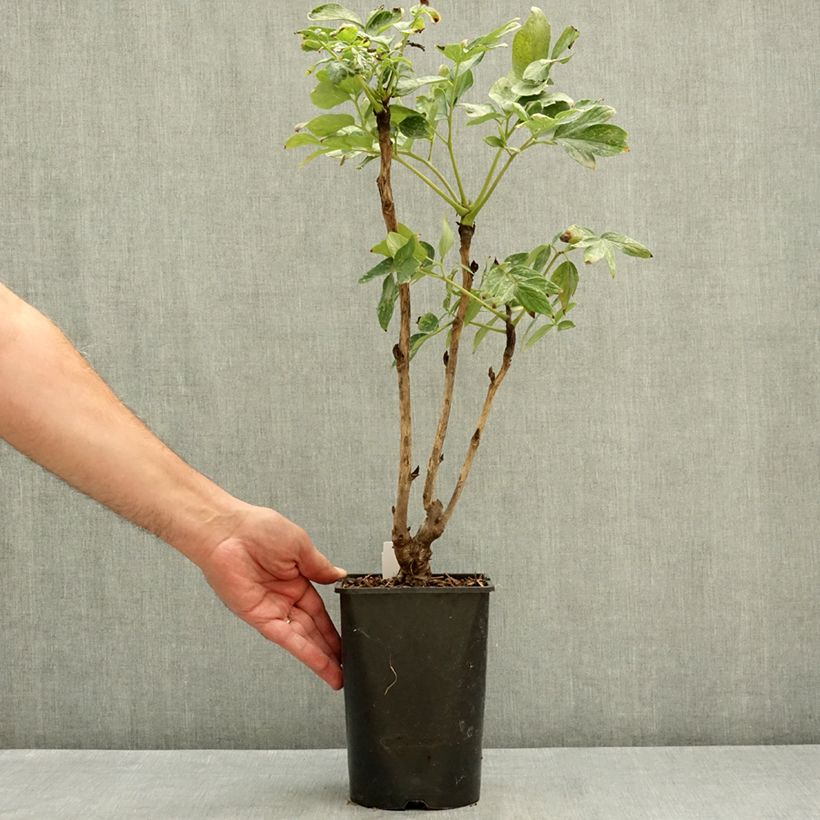 Exemplaar van Paeonia suffruticosa Fen He Piao Jiang - Boompioen Pot van 2 l/3 l zoals geleverd in de zomer