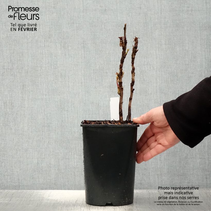 Exemplaar van Pivoine arbustive Lan Bao Shi (Blue Jewel, Blue Sapphire) - Paeonia suffruticosa Pot de 2L/3L zoals geleverd in de winter