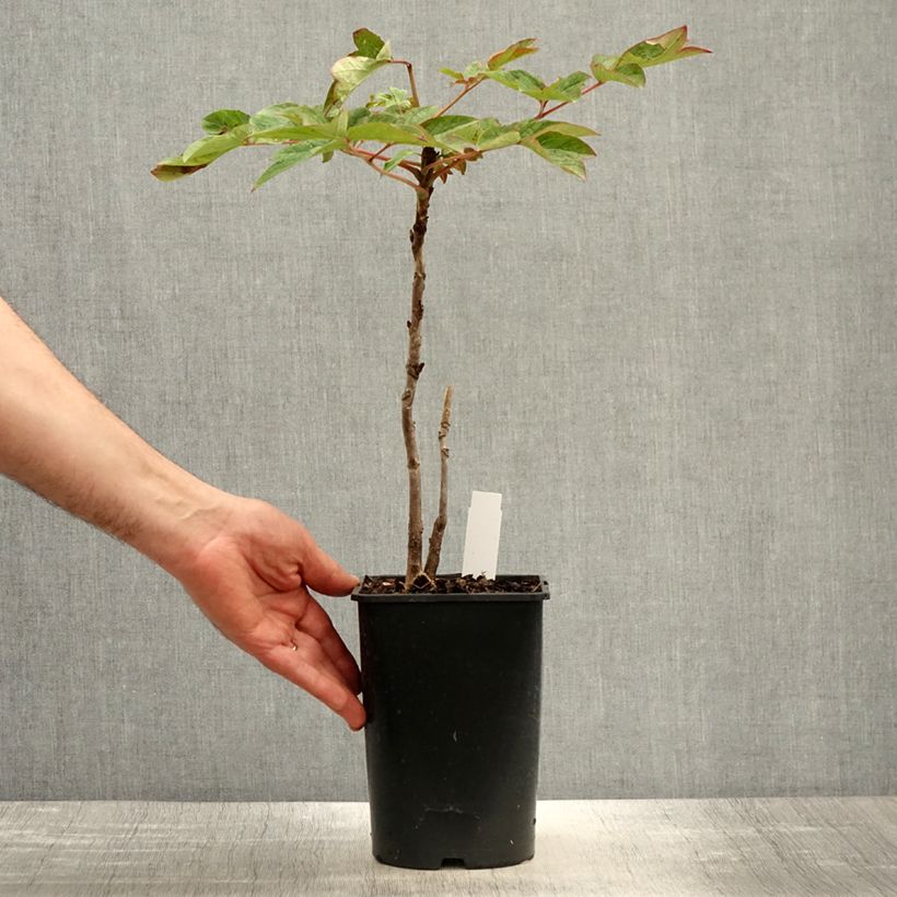 Exemplaar van Paeonia suffruticosa Lan Bao Shi (Blue Jewel, Blue Sapphire) - Boompioen Pot van 2 l/3 l zoals geleverd in de lente