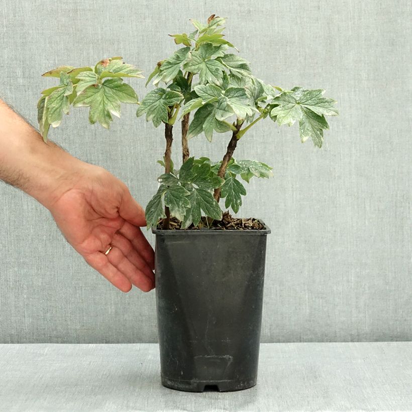 Exemplaar van Paeonia suffruticosa Luo Yang Hong - Boompioen Pot van 2 l/3 l zoals geleverd in de zomer