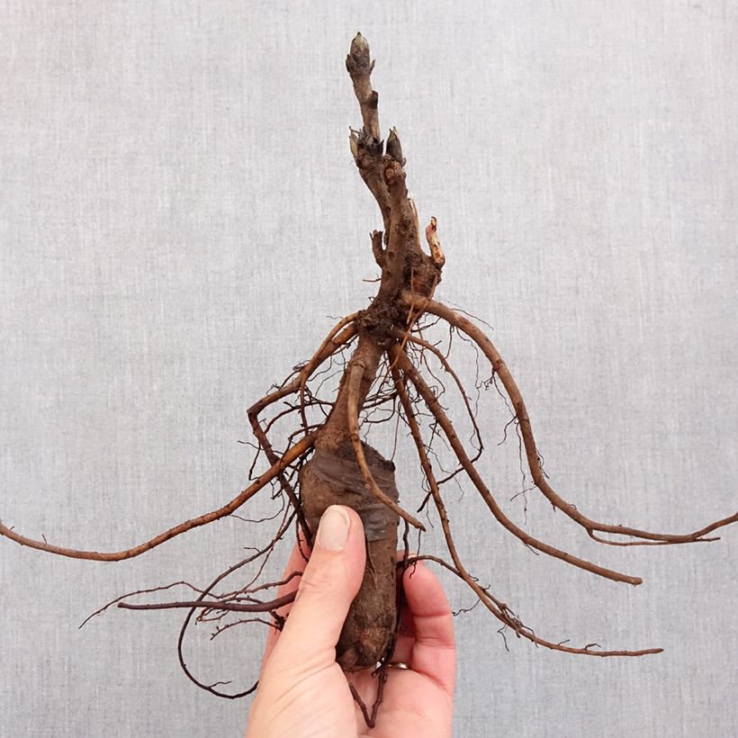 Exemplaar van Paeonia suffruticosa Luo Yang Hong - Boompioen Stam 3/5 ogen zoals geleverd in de winter