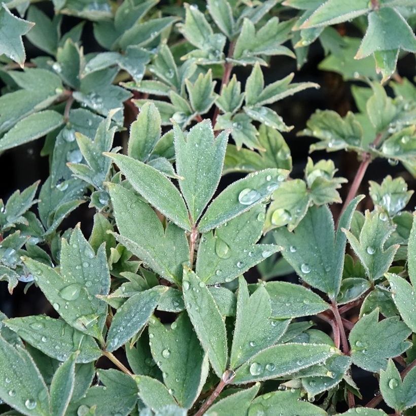 Paeonia suffruticosa Rou Fu Rong - Boompioen (Blad)
