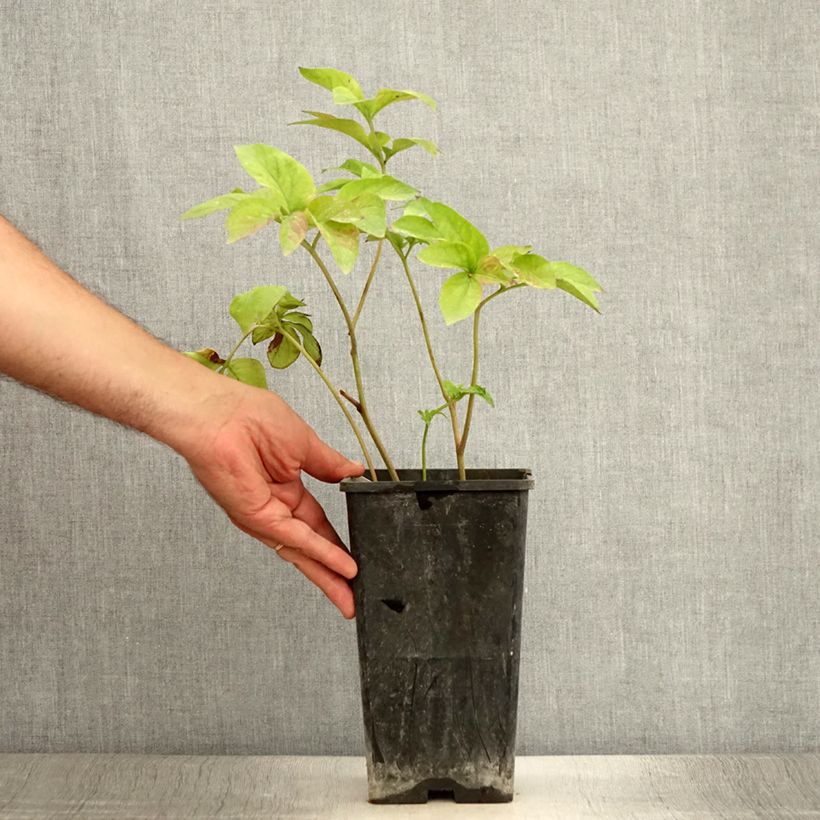 Exemplaar van Paeonia Blaze - Pioen Pot van 3 l/4 l zoals geleverd in de zomer