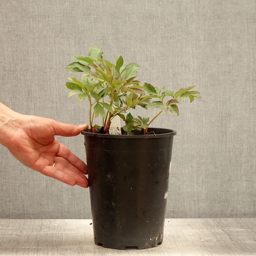 Exemplaar van Paeonia officinalis Mollis - Boerenpioen Pot van 3 l/4 l zoals geleverd in de lente