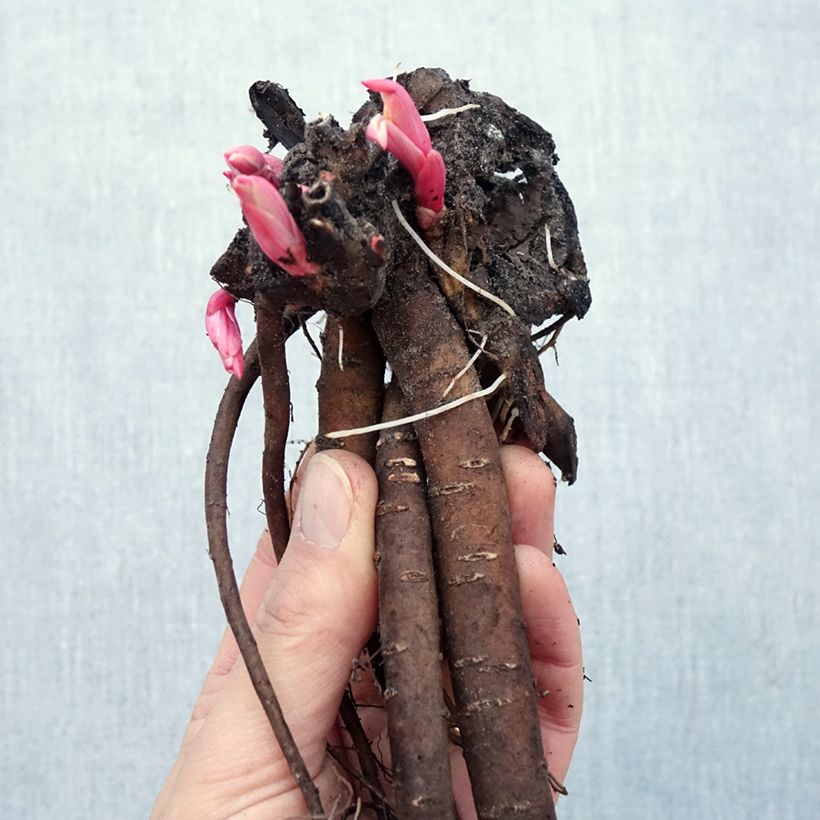 Exemplaar van Paeonia tenuifolia - Fijnbladige pioen Naakte wortel zoals geleverd in de winter