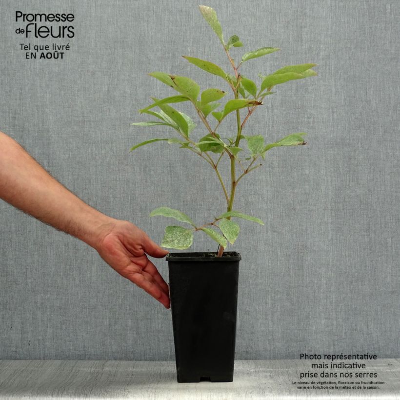 Exemplaar van Paeonia lactiflora Claire de Lune - Pioenroos Pot van 3 l/4 l zoals geleverd in de zomer