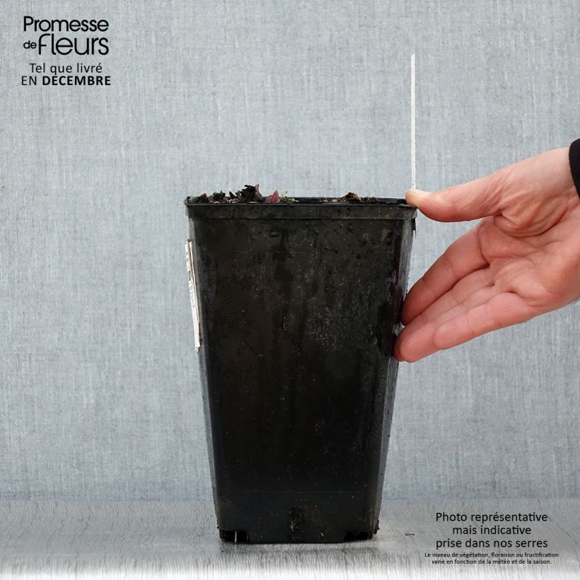 Exemplaar van Paeonia lactiflora Claire de Lune - Pioenroos Pot van 3 l/4 l zoals geleverd in de winter