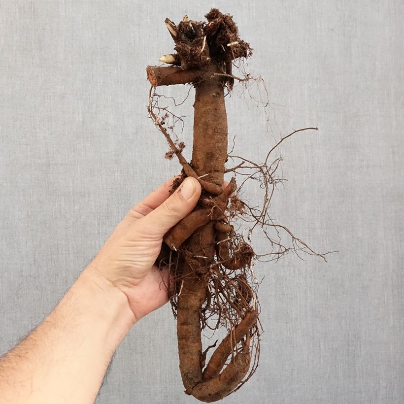 Exemplaar van Paeonia lactiflora Claire de Lune - Pioenroos Stam 3/5 ogen zoals geleverd in de winter