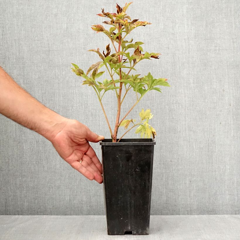 Exemplaar van Paeonia lactiflora Coral Sunset - Pioenroos Pot van 3 l/4 l zoals geleverd in de herfst