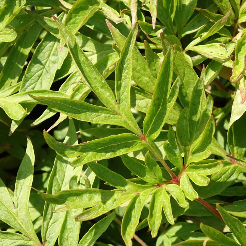 Paeonia emodi Late Windflower - Pioen (Blad)