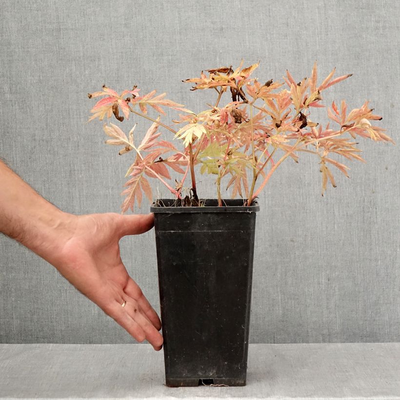 Exemplaar van Paeonia emodi Late Windflower - Pioen Pot van 3 l/4 l zoals geleverd in de herfst