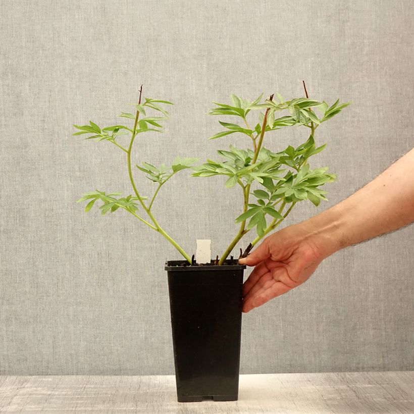 Exemplaar van Paeonia Flame - Pioenroos Pot van 3 l/4 l zoals geleverd in de lente