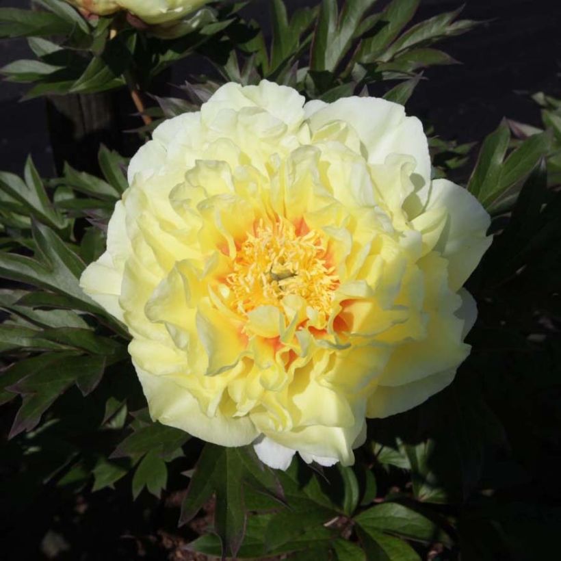Paeonia Itoh Bartzella - Itoh-pioen (Bloei)