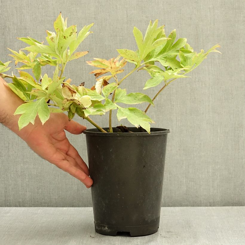 Exemplaar van Paeonia Itoh Bartzella - Itoh-pioen Pot van 7,5 l/10 l zoals geleverd in de zomer