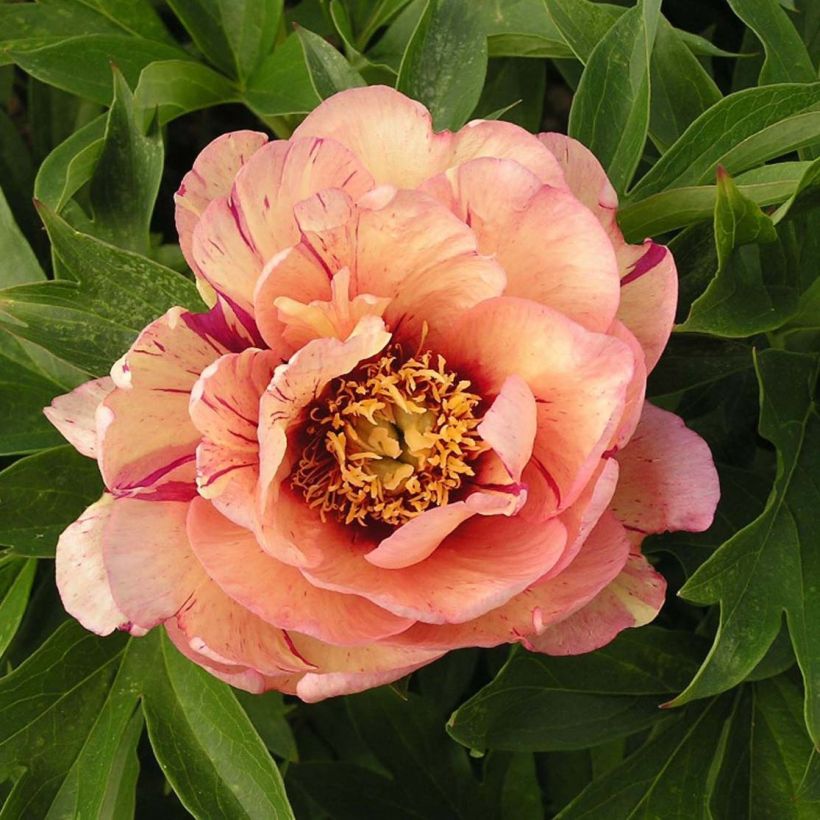Paeonia Itoh Callies Memory - Itoh-pioen (Bloei)