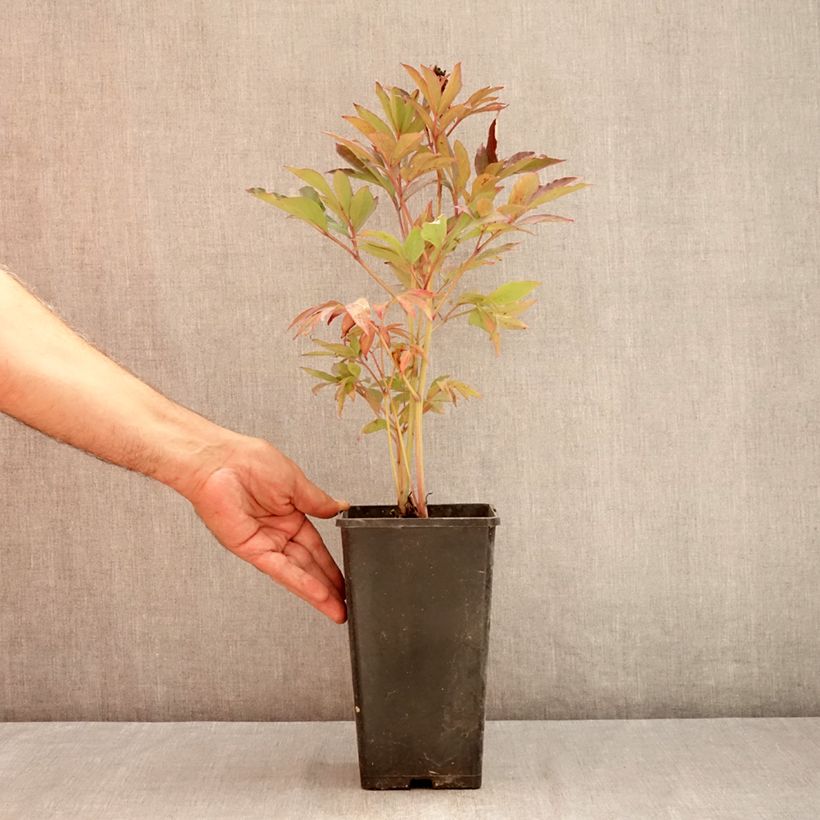 Exemplaar van Paeonia Itoh Callies Memory - Itoh-pioen Pot van 3 l/4 l zoals geleverd in de zomer