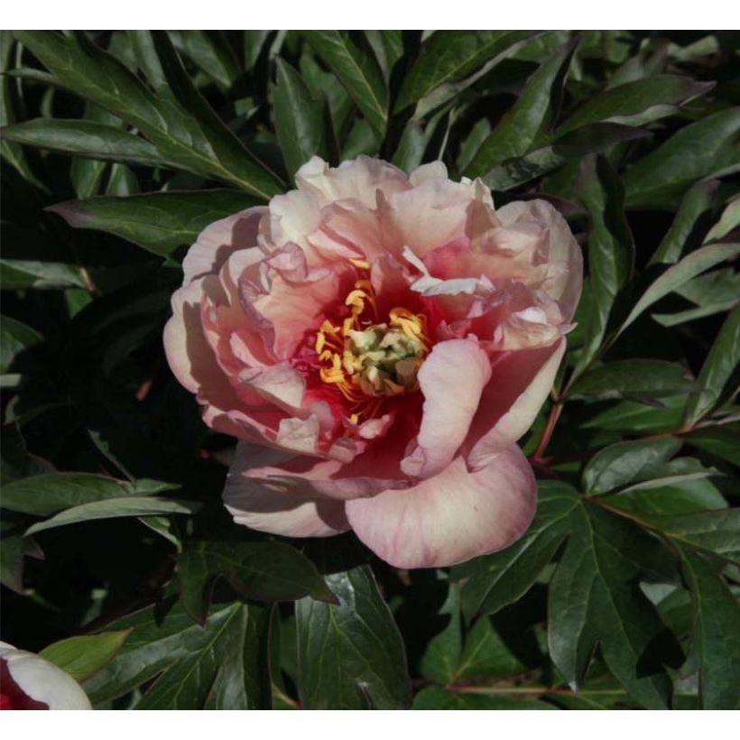 Paeonia Itoh Canary Brillant - Itoh-pioen (Bloei)
