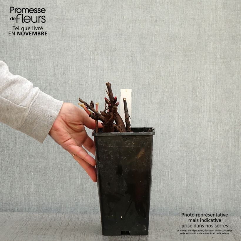 Exemplaar van Paeonia Itoh Canary Brillant - Itoh-pioen Pot van 3 l/4 l zoals geleverd in de herfst