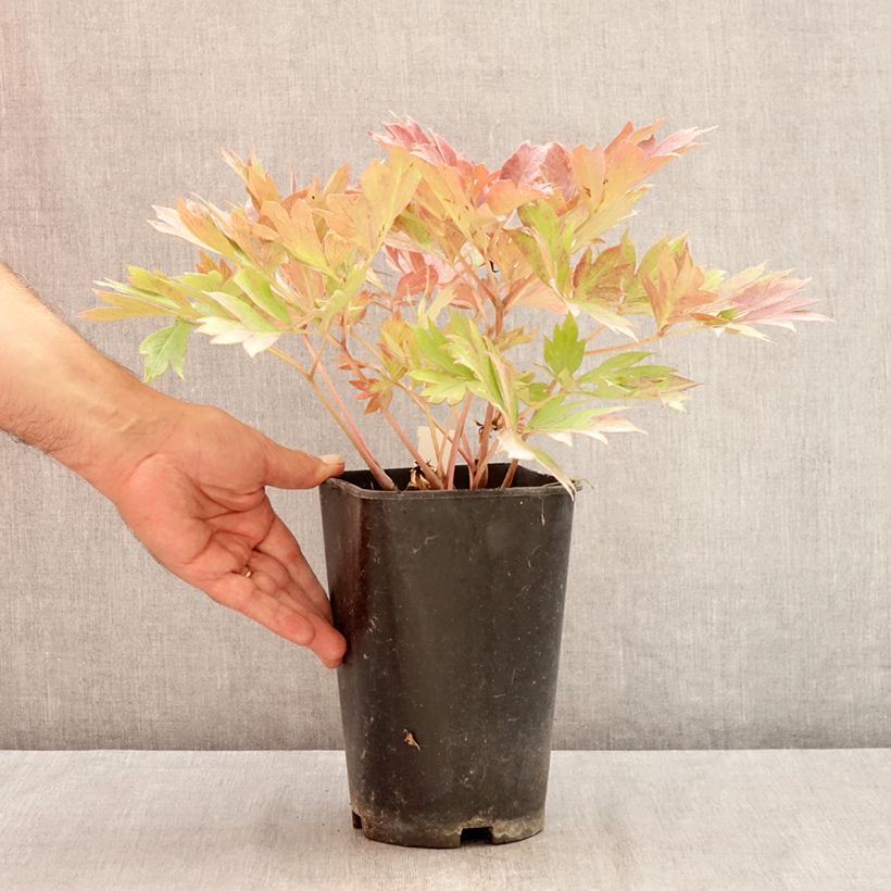 Exemplaar van Paeonia Itoh Hillary - Itoh-pioen Pot van 3 l/4 l zoals geleverd in de zomer
