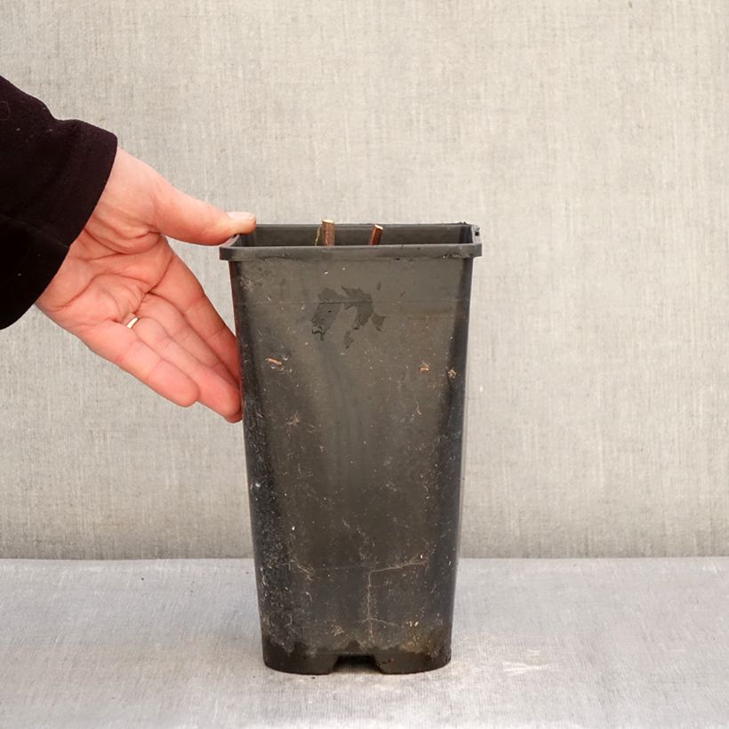 Exemplaar van Paeonia Itoh Hillary - Itoh-pioen Pot van 3 l/4 l zoals geleverd in de winter