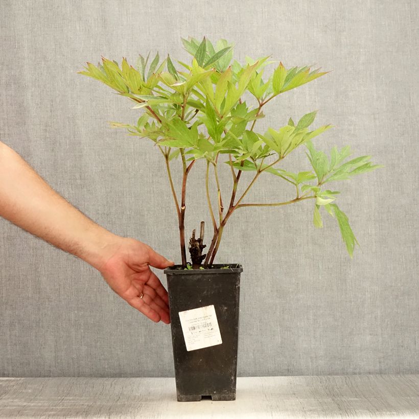 Exemplaar van Paeonia Itoh Julia Rose - Itoh-pioen Pot van 2 l/3 l zoals geleverd in de zomer