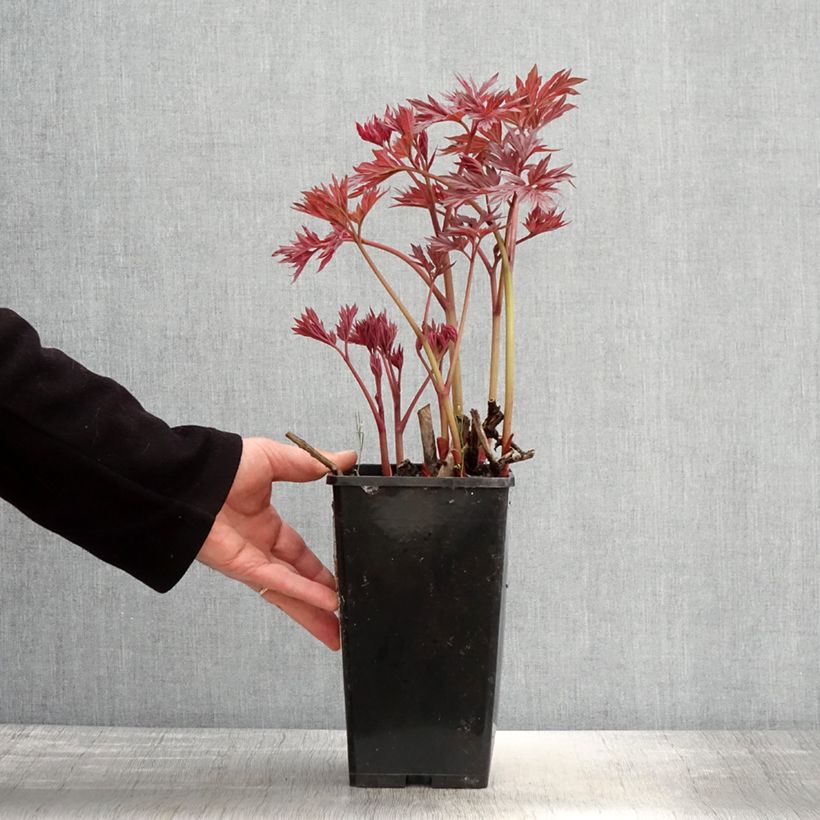 Exemplaar van Paeonia Itoh Julia Rose - Itoh-pioen Pot van 2 l/3 l zoals geleverd in de lente