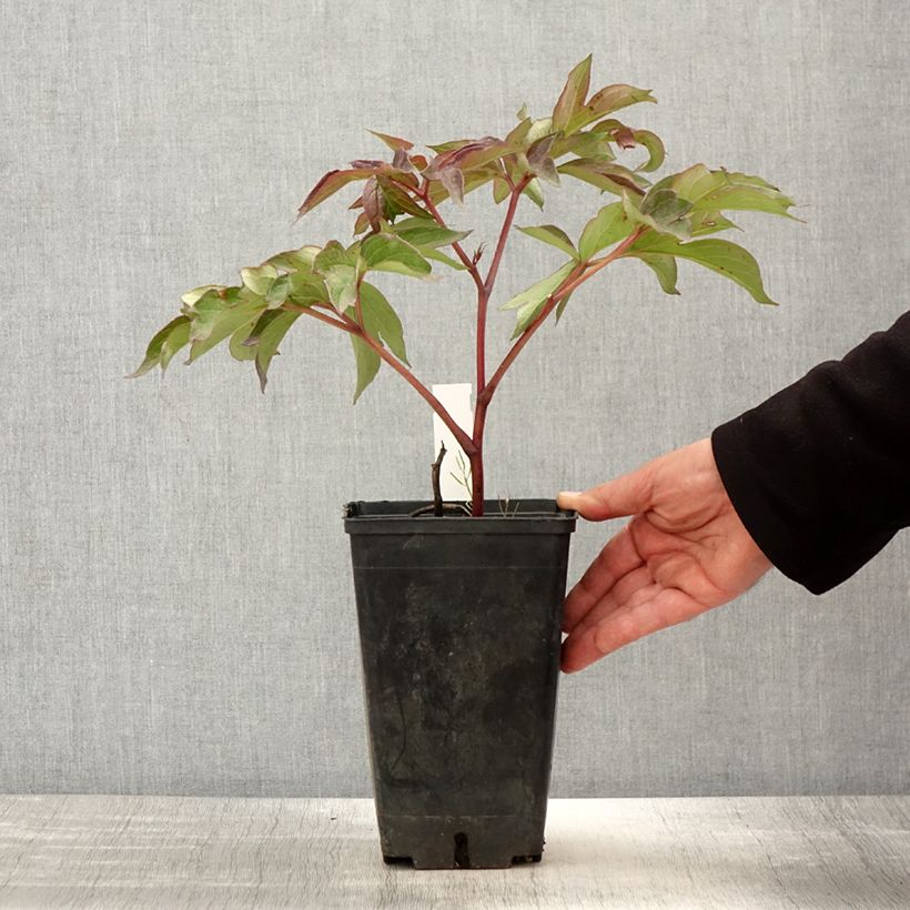 Exemplaar van Paeonia Itoh Morning Lilac - Itoh-pioen Pot van 3 l/4 l zoals geleverd in de lente