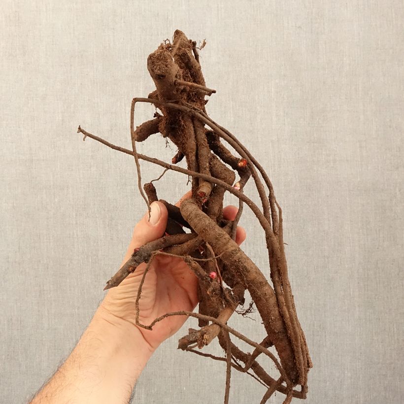 Exemplaar van Paeonia Itoh Old Rose Dandy - Itoh-pioen Stam 3/5 ogen zoals geleverd in de winter