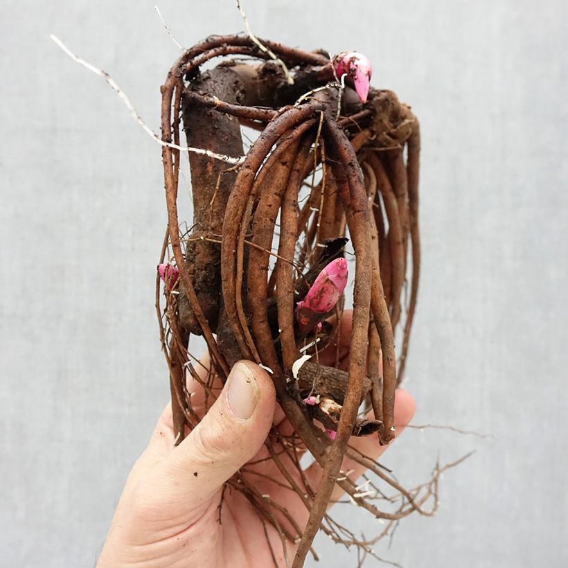 Exemplaar van Paeonia Itoh Pastel Splendor - Itoh-pioen Stam 3/5 ogen zoals geleverd in de winter