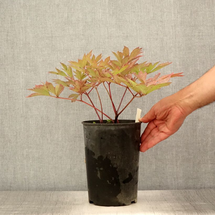 Exemplaar van Paeonia Itoh Pastel Splendor - Itoh-pioen Pot van 2 l/3 l zoals geleverd in de zomer