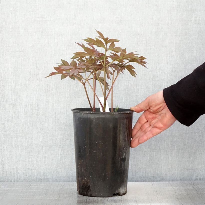 Exemplaar van Paeonia Itoh Pastel Splendor - Itoh-pioen Pot van 2 l/3 l zoals geleverd in de lente