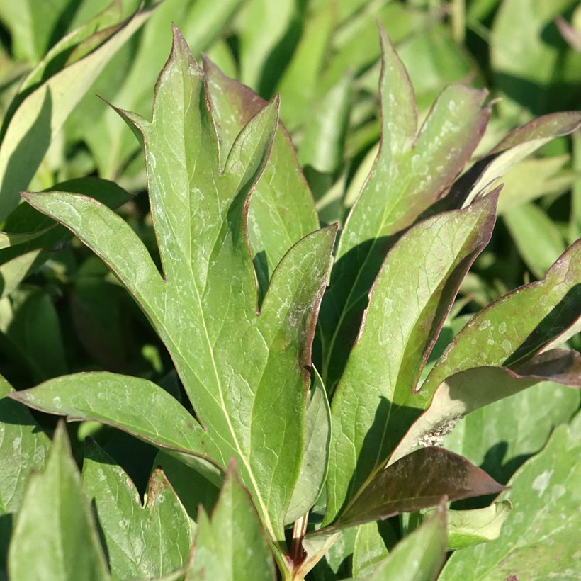 Paeonia Itoh Pink Ardour - Itoh-pioen (Blad)