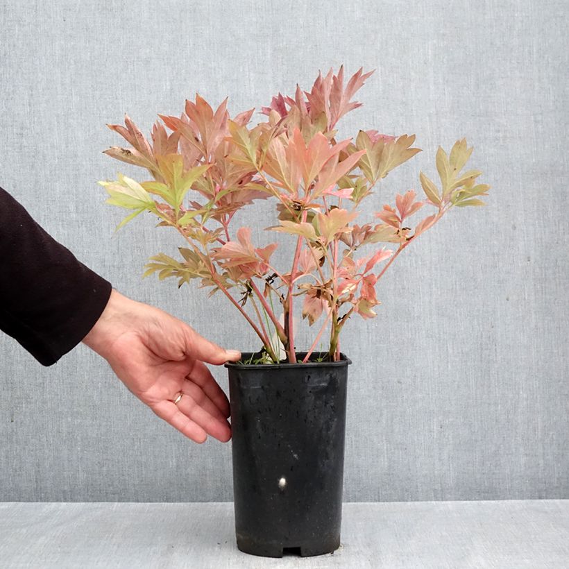 Exemplaar van Paeonia Itoh Pink Ardour - Itoh-pioen Pot van 3 l/4 l zoals geleverd in de herfst