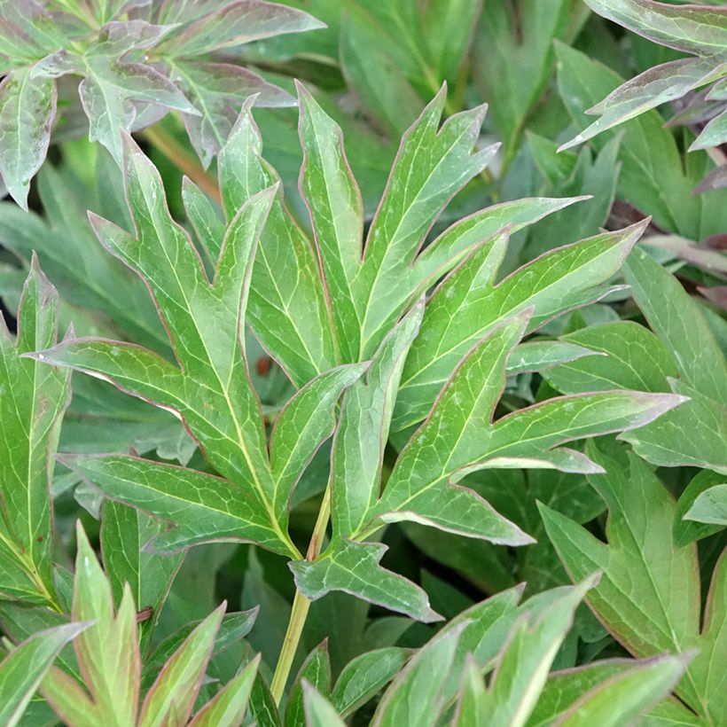 Paeonia Itoh Viking Full Moon - Itoh-pioen (Blad)