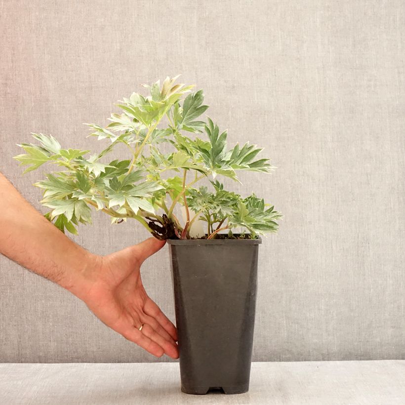 Exemplaar van Paeonia Itoh Viking Full Moon - Itoh-pioen Pot van 3 l/4 l zoals geleverd in de zomer