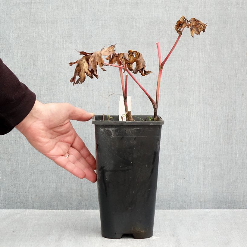 Exemplaar van Paeonia Itoh Yellow Crown - Itoh-pioen Pot van 3 l/4 l zoals geleverd in de herfst