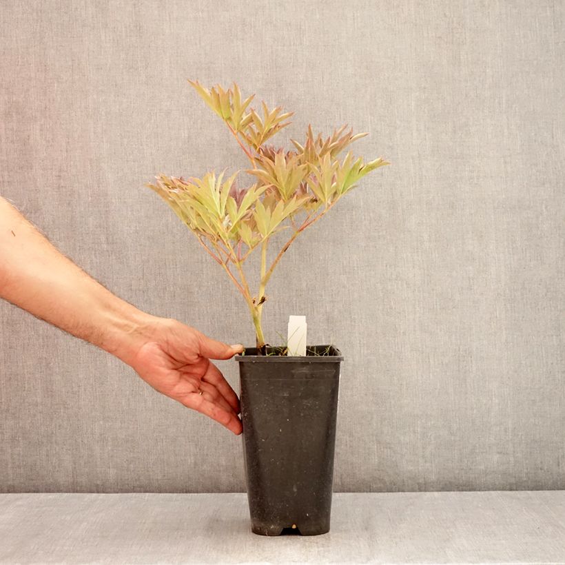 Exemplaar van Paeonia Itoh Yellow Crown - Itoh-pioen Pot van 3 l/4 l zoals geleverd in de zomer