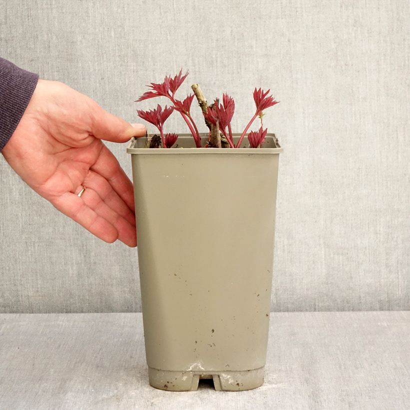 Exemplaar van Paeonia Itoh Yellow Crown - Itoh-pioen Pot van 3 l/4 l zoals geleverd in de lente