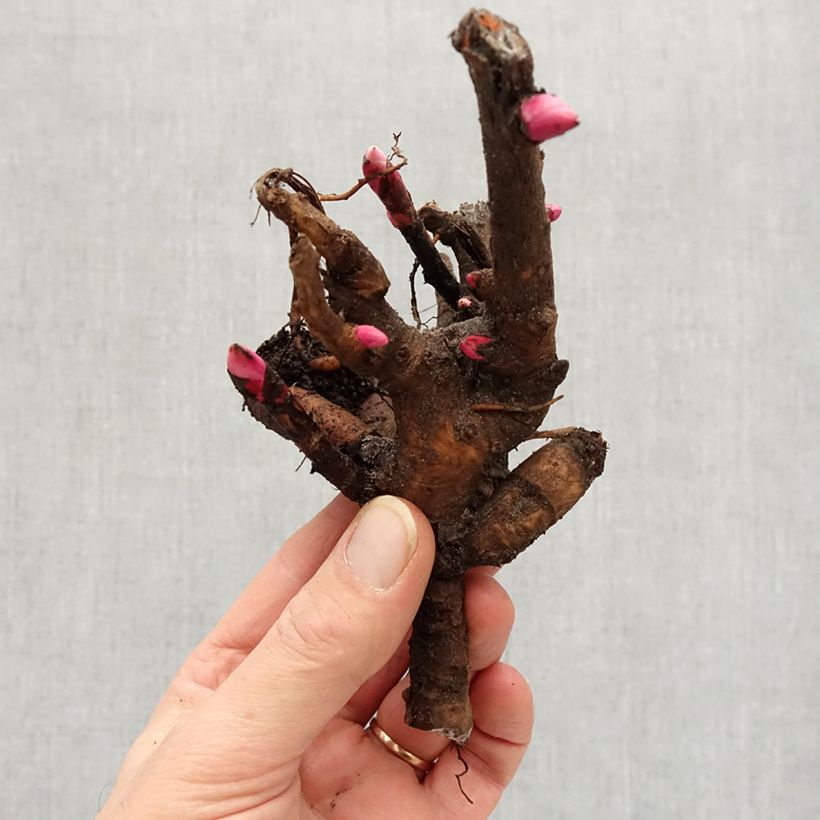 Exemplaar van Paeonia Itoh Yellow Crown - Itoh-pioen Stam 3/5 ogen zoals geleverd in de winter