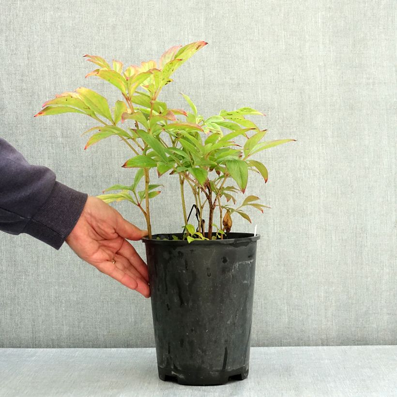 Exemplaar van Paeonia lactiflora Adolphe Rousseau - Pioenroos Pot van 3 l/4 l zoals geleverd in de zomer