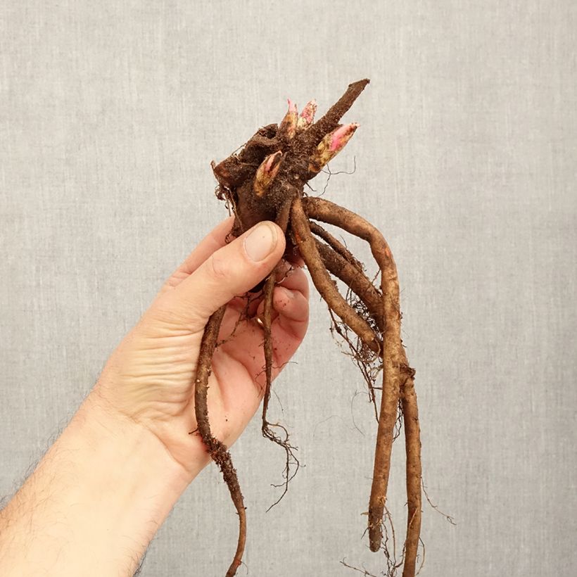 Exemplaar van Paeonia lactiflora Adolphe Rousseau - Pioenroos Stam 3/5 ogen zoals geleverd in de winter