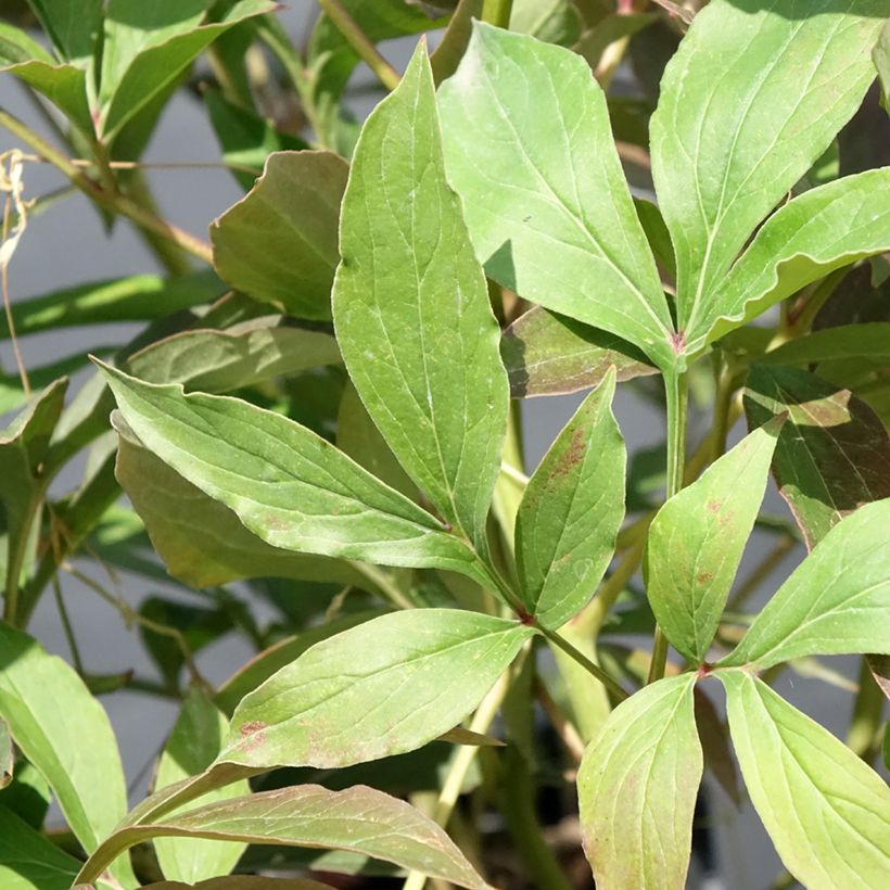 Paeonia lactiflora Albert Crousse - Pioenroos (Blad)