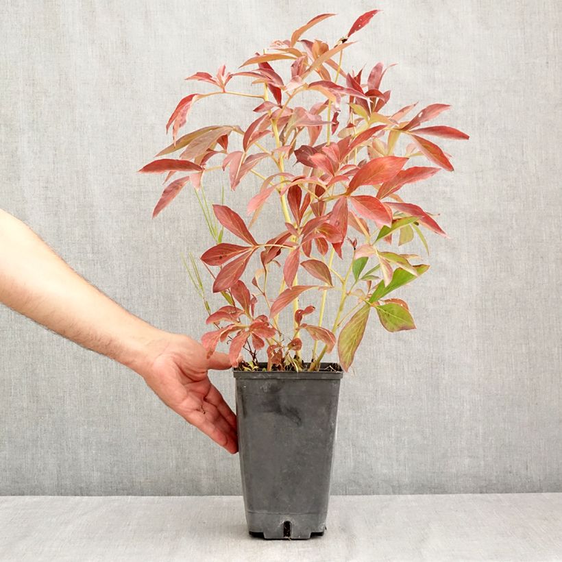 Exemplaar van Paeonia lactiflora Albert Crousse - Pioenroos Pot van 3 l/4 l zoals geleverd in de zomer