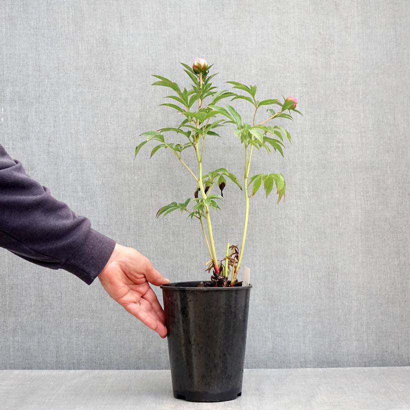 Exemplaar van Paeonia lactiflora Albert Crousse - Pioenroos Pot van 3 l/4 l zoals geleverd in de lente