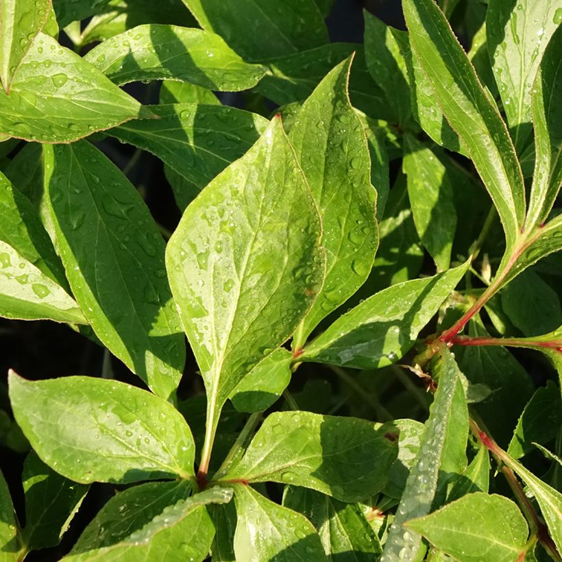 Paeonia lactiflora Alertie - Pioenroos (Blad)