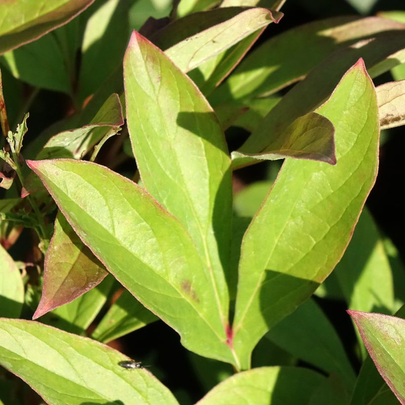 Paeonia lactiflora Amabilis - Pioenroos (Blad)